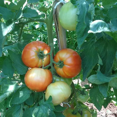 Faros 2* Milopotamos (Thessaly)