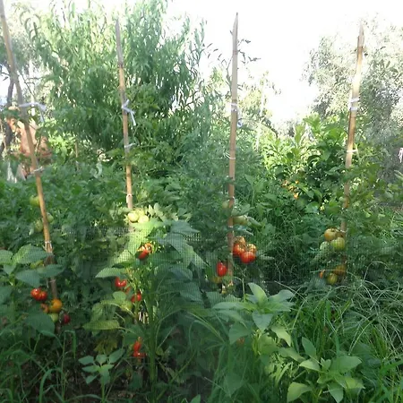 Hotel Faros Milopotamos (Thessaly)