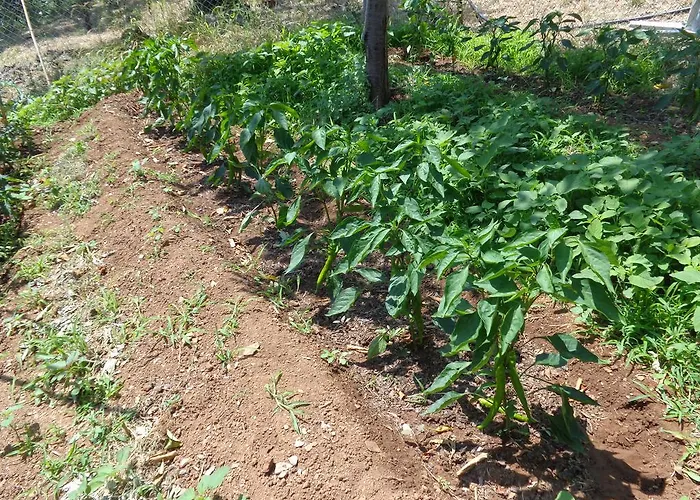 Faros Hotel Milopótamos